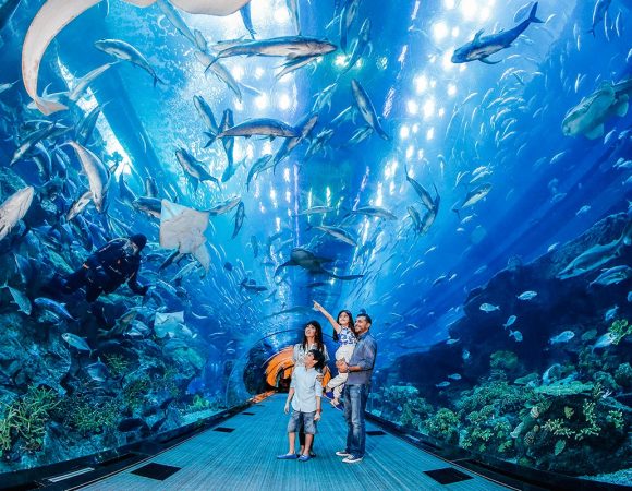 Dubai Mall Aquarium Tickets